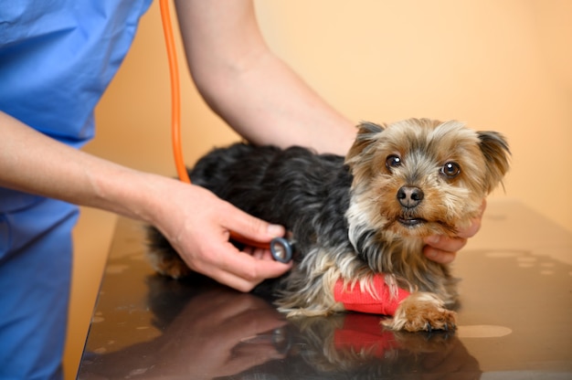 Veterinário, examinando um cachorro, com estetoscópio na clínica