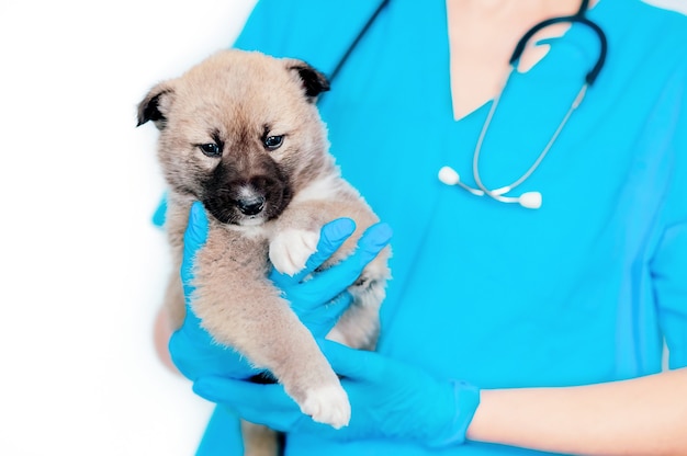 Veterinário examinando um cachorro fofo; o veterinário segura um cachorrinho nos braços; o cachorro no veterinário