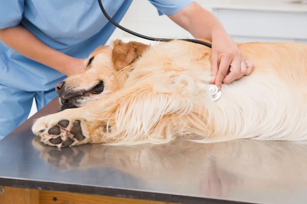 Veterinário examinando um cão fofo