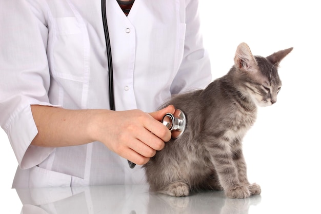 Veterinário examinando um gatinho isolado em branco