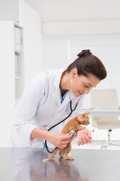 Veterinário examinando um gato com estetoscópio