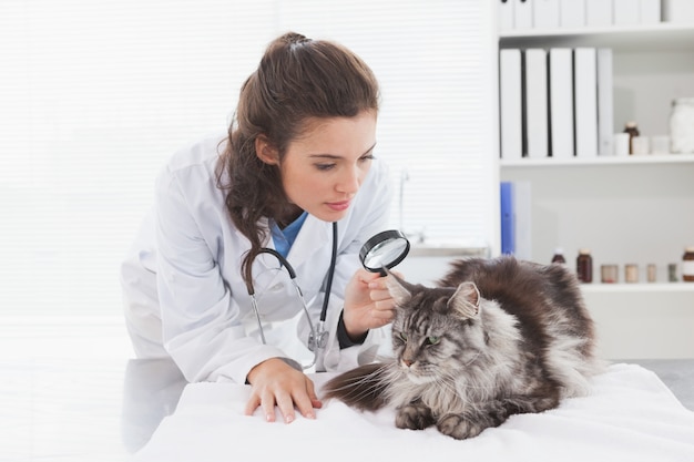 Foto veterinário examinando um gato com lupa