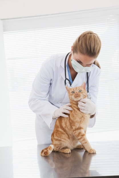 Veterinário examinando um gato laranja