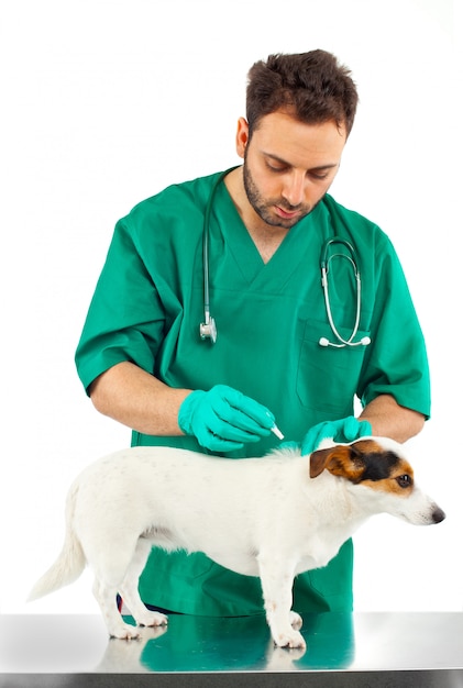 Veterinário examinando um jack russell