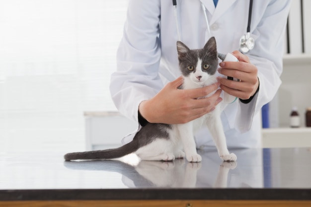 Veterinário examinando uma gatinha fofa