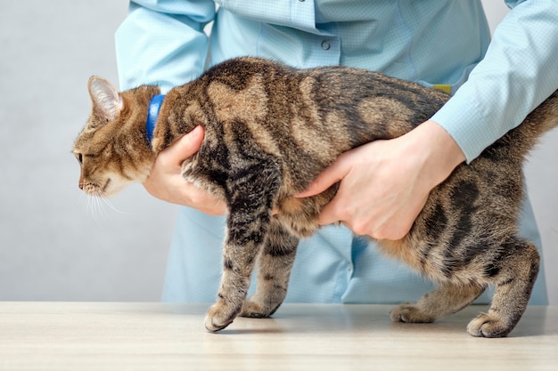 Veterinario examinando el vientre de un gato