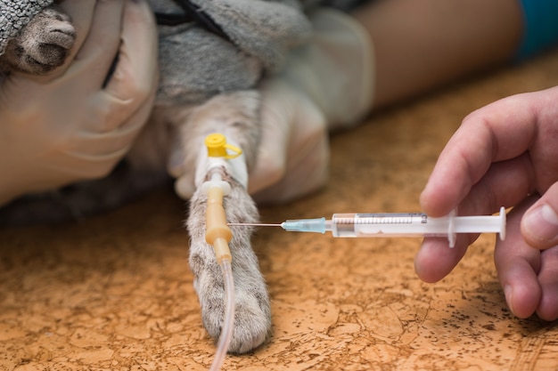 Veterinário faz uma injeção em um gato no cateter