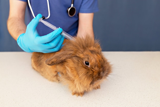 Veterinário faz vacina para um coelho fofo