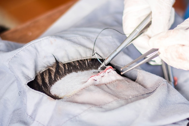 Foto veterinário fazendo a operação para esterilização. o gato na mesa de cirurgia em uma clínica local