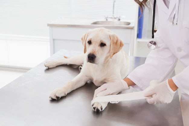 Foto veterinário fazendo uma atadura no cão