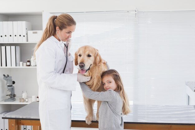 Veterinário feliz checando um labrador