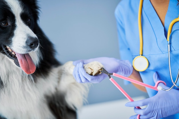 Veterinario femenino cortando garras y examinando a un perro en la clínica