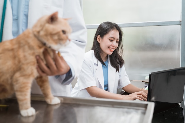 Veterinario femenino escribiendo con laptop detrás de un veterinario macho examinando gatos en la clínica veterinaria