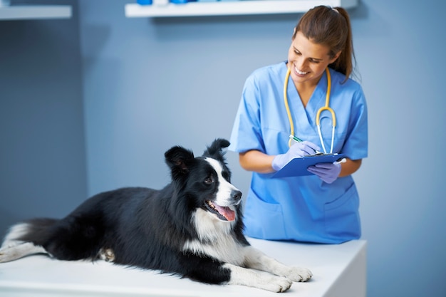 Veterinario femenino examinando a un perro en la clínica