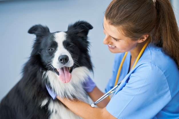 Veterinario femenino examinando a un perro en la clínica