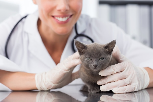 Veterinario femenino, examinar, lindo, gatito