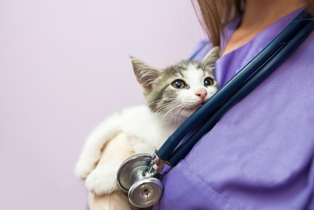 Veterinário feminino com gato fofo na clínica Médico veterinário feminino está segurando um gato nas mãos