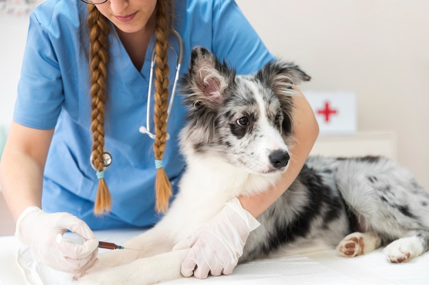 Foto veterinário feminino dando uma injeção para cão na clínica