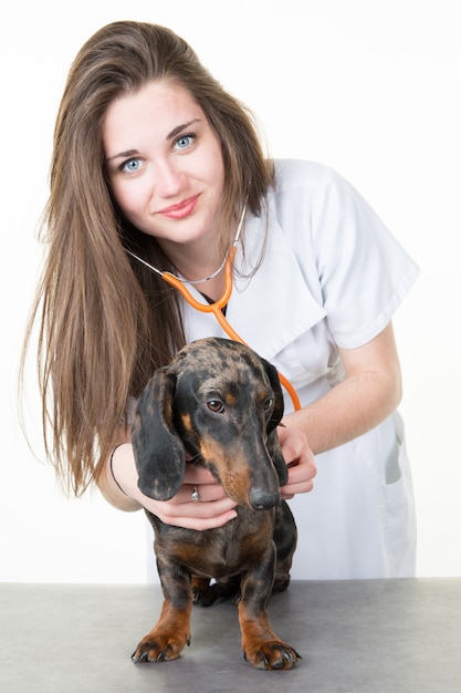 Veterinário feminino jovem examina um cão usando estetoscópio veterinário