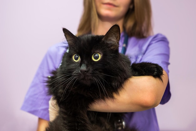 Veterinário feminino segurando um gato preto em seus braços na clínica