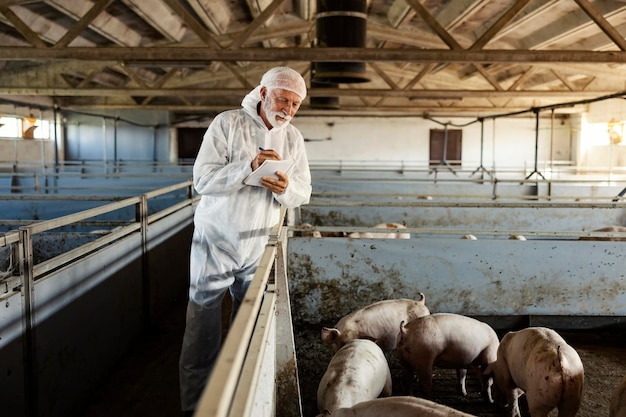 Veterinario en una granja de cerdos