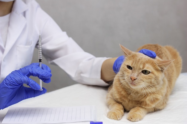 Un veterinario con guantes azules desechables va a vacunar a un gato rojo. Inyección para mascota. En una clínica veterinaria.