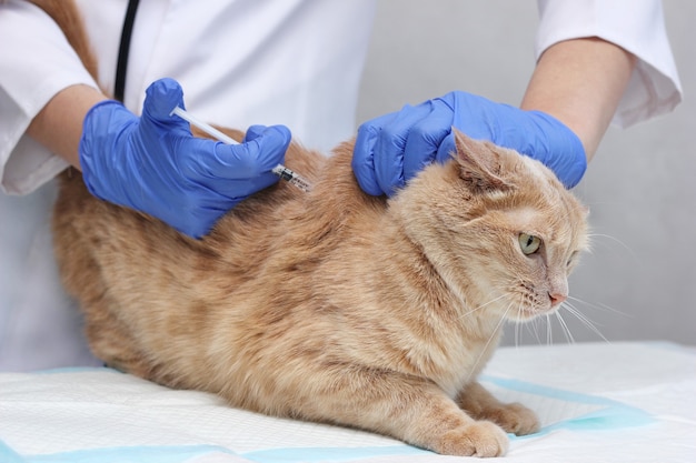 Un veterinario con guantes desechables azules vacuna a un gato rojo. Inyección para mascota. En una clínica veterinaria.