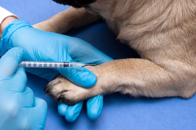 Veterinario en guantes médicos dando una inyección con una jeringa a un perro pug