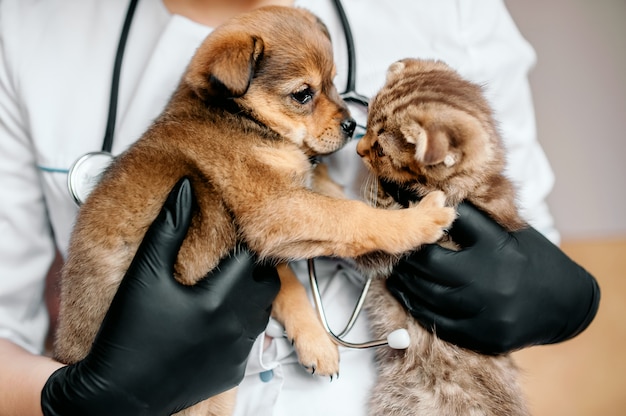 Veterinario en guantes negros con un perro y un gato en sus manos