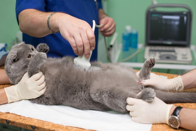 El veterinario hace una ecografía a un gato en la clínica.