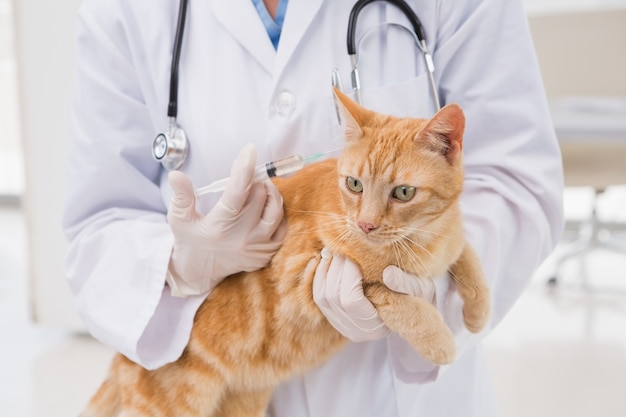 Veterinario haciendo inyección en un gato