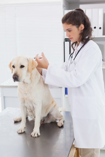 Veterinario haciendo inyección en un lindo perro