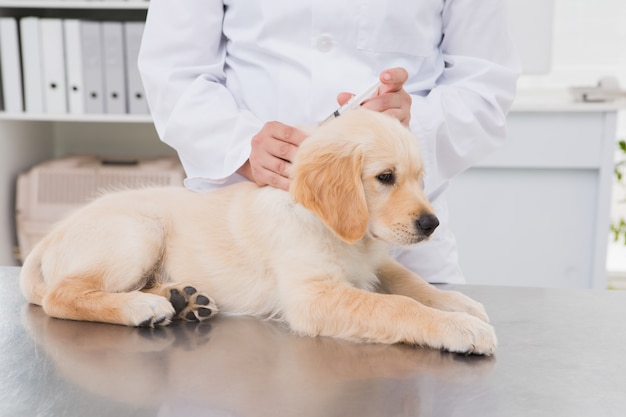 Veterinario haciendo inyección en un lindo perro