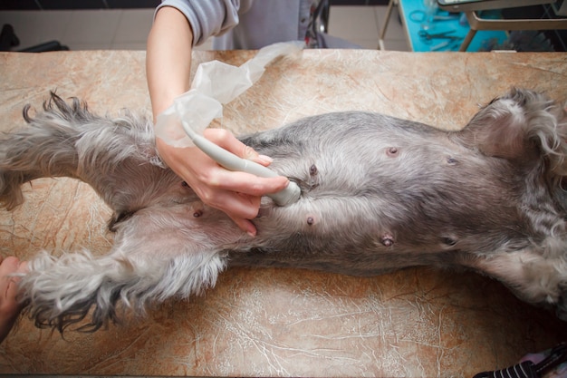 Veterinario haciendo ultrasonido y analizar sano del animal.