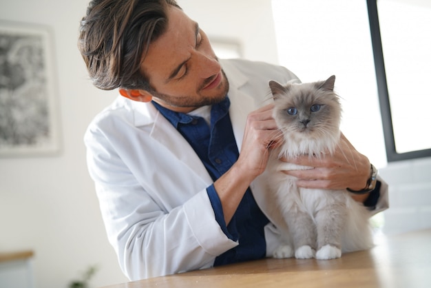 Foto veterinario hermoso que mira el gato hermoso en la clínica vetinarian