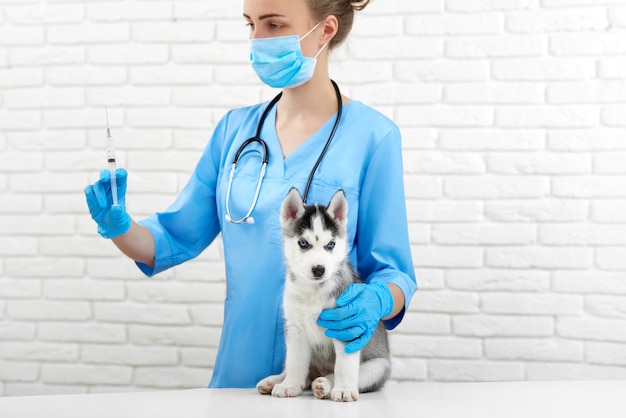 Foto veterinario en el hospital cuidando al pequeño husky dognic