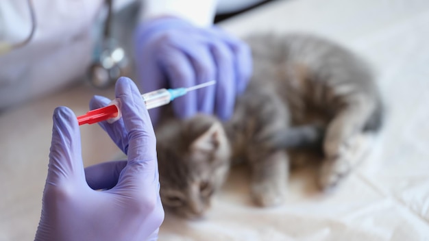 Veterinario inyecta al gatito en el concepto de vacunación de mascotas de la clínica veterinaria