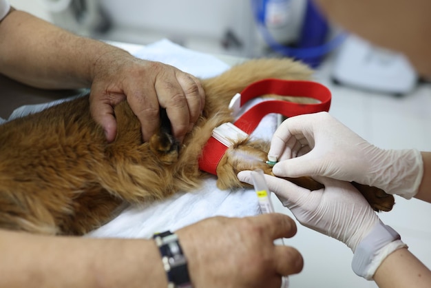 El veterinario inyecta al gato en el primer plano de la clínica veterinaria