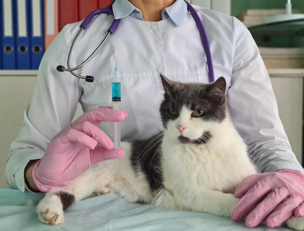 Veterinario inyecta gato gris en la clínica