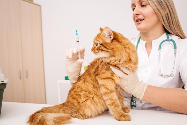 Veterinario inyectando a un gato en una clínica veterinaria xA
