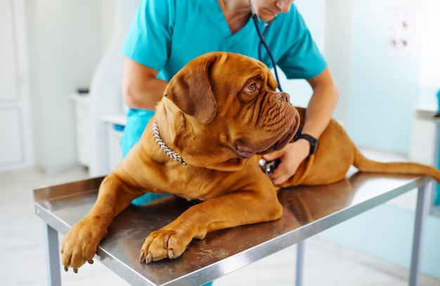 Veterinário jovem examinando cão na mesa na clínica veterinária Medicinaanimais cuidados de saúde