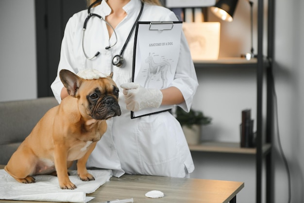 Veterinario joven alegre cuidando y examinando un hermoso perro bulldog francés
