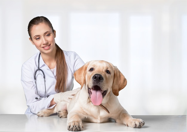 Veterinario joven hermosa con un perro sobre un fondo blanco