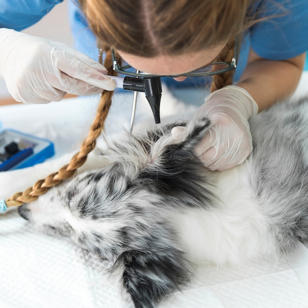 Foto veterinario joven que examina la oreja de perro con otoscopio en la clínica de mascotas