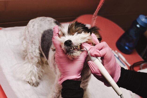 Foto veterinário limpa os dentes de um cão com um ultrassom retrato em close-up