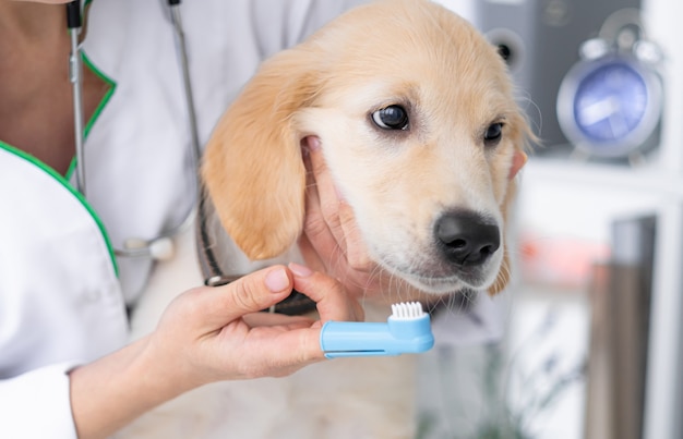 Veterinario limpiando dientes de perro