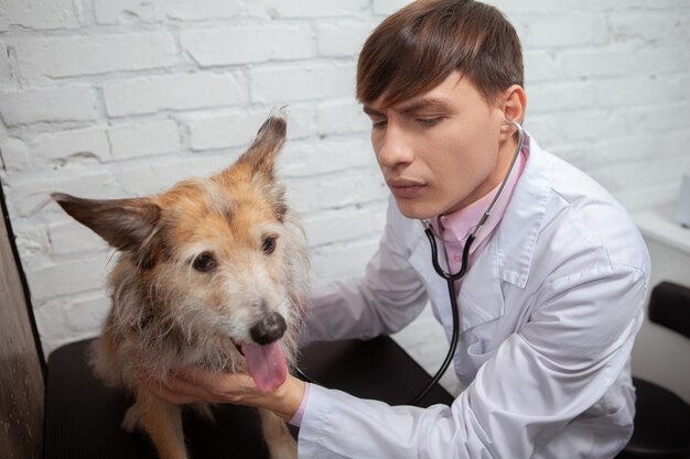 Veterinario macho comprobando el corazón y la respiración de un cachorro de raza mixta con un estetoscopio