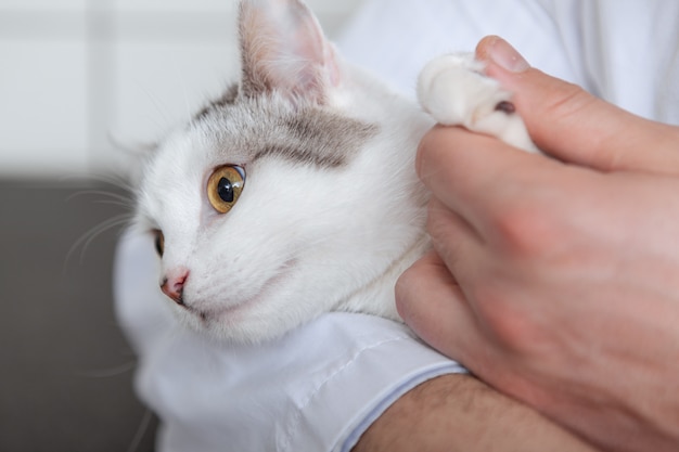 Veterinario macho con un gato en su clínica.