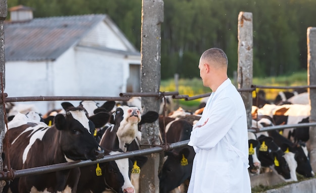 Foto veterinario macho en las vacas de la granja