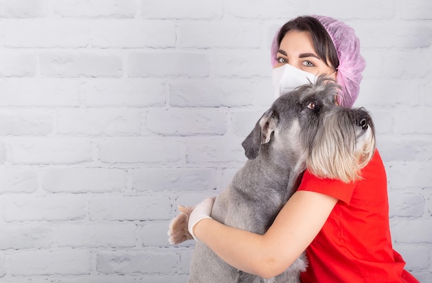 Foto un veterinario con una máscara protectora con un perro schnauzer durante una cita en la clínica.